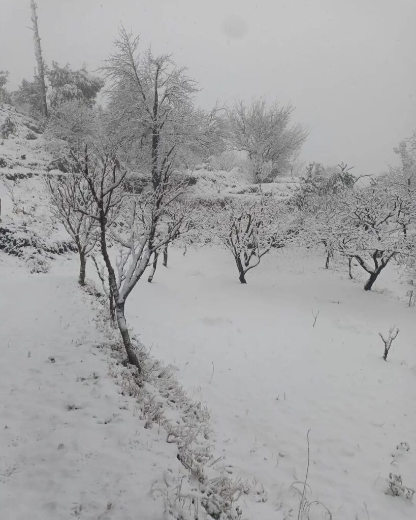 Auli landscape fully covered in snow with white slopes, tall pine trees, and distant Himalayan peaks under a clear sky.