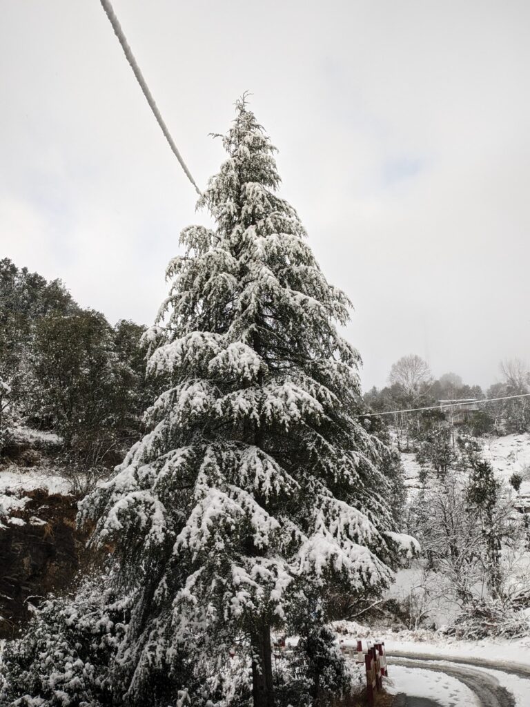 Snow-covered mountains and trees creating a magical winter landscape in Uttarakhand